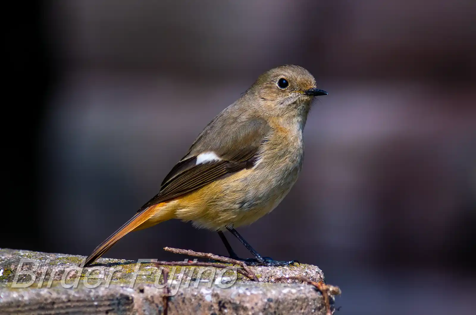 野鳥・ジョウビタキ(雌)の写真画像