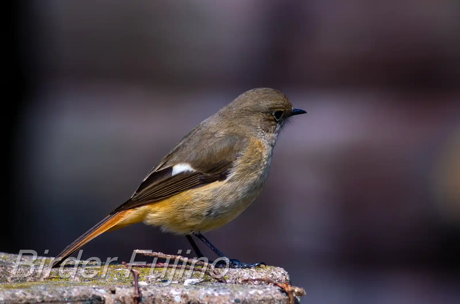 野鳥・ジョウビタキ(雌)の写真画像