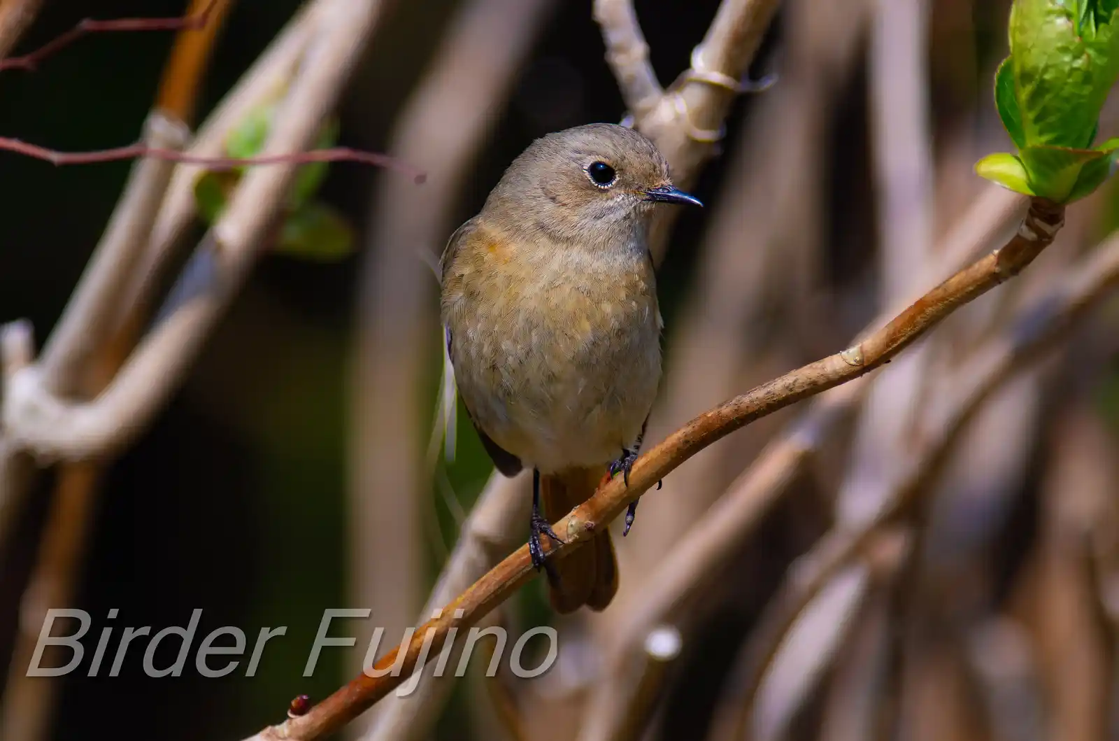 野鳥・ジョウビタキ(雌)の写真画像