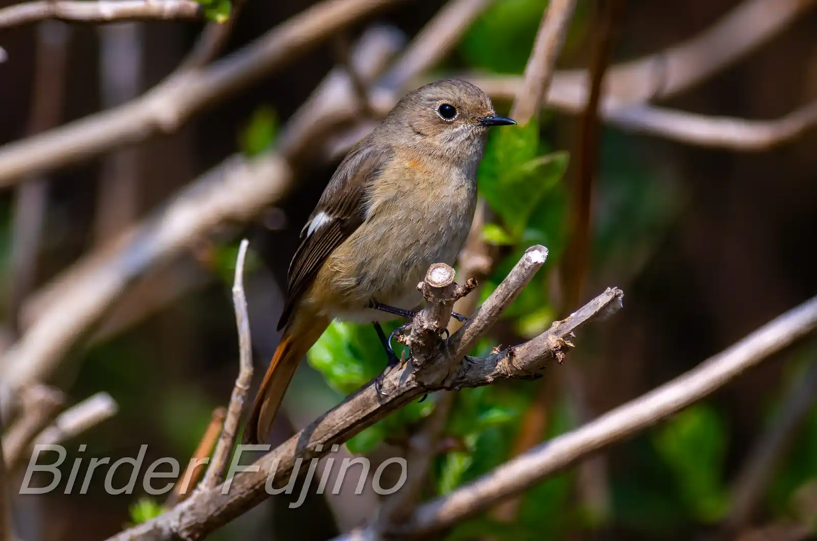 野鳥・ジョウビタキ(雌)の写真画像
