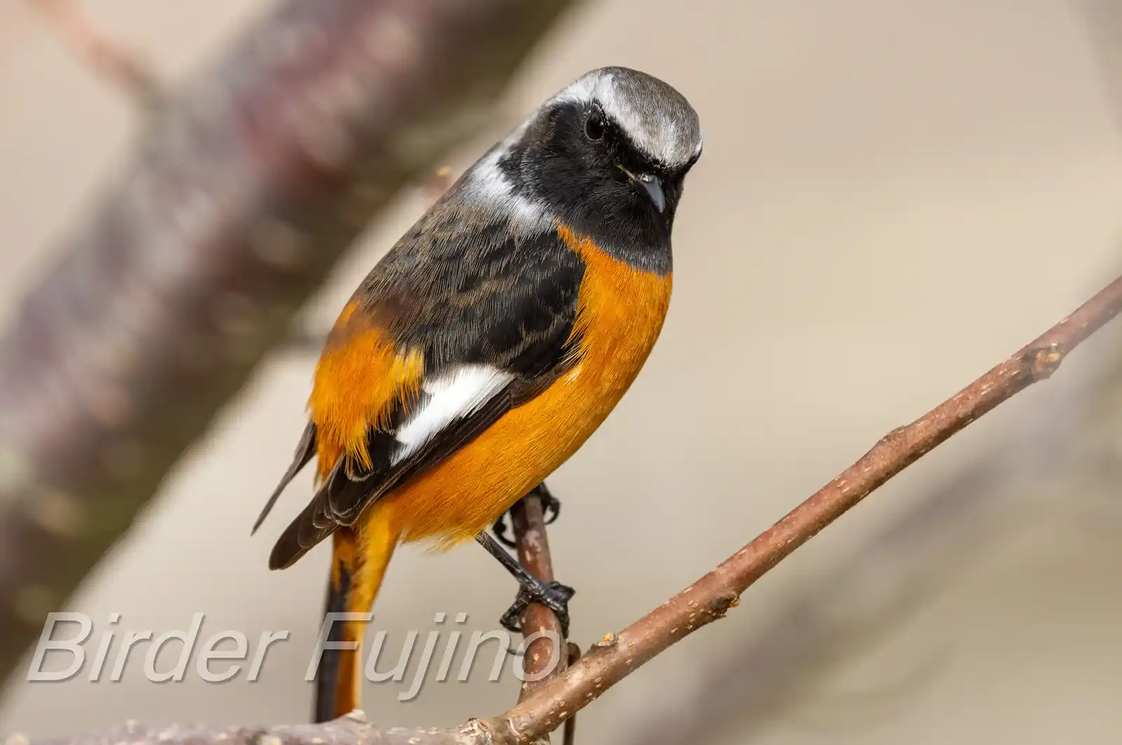 高解像ドアップ。野鳥・ジョウビタキ(雄)の写真画像