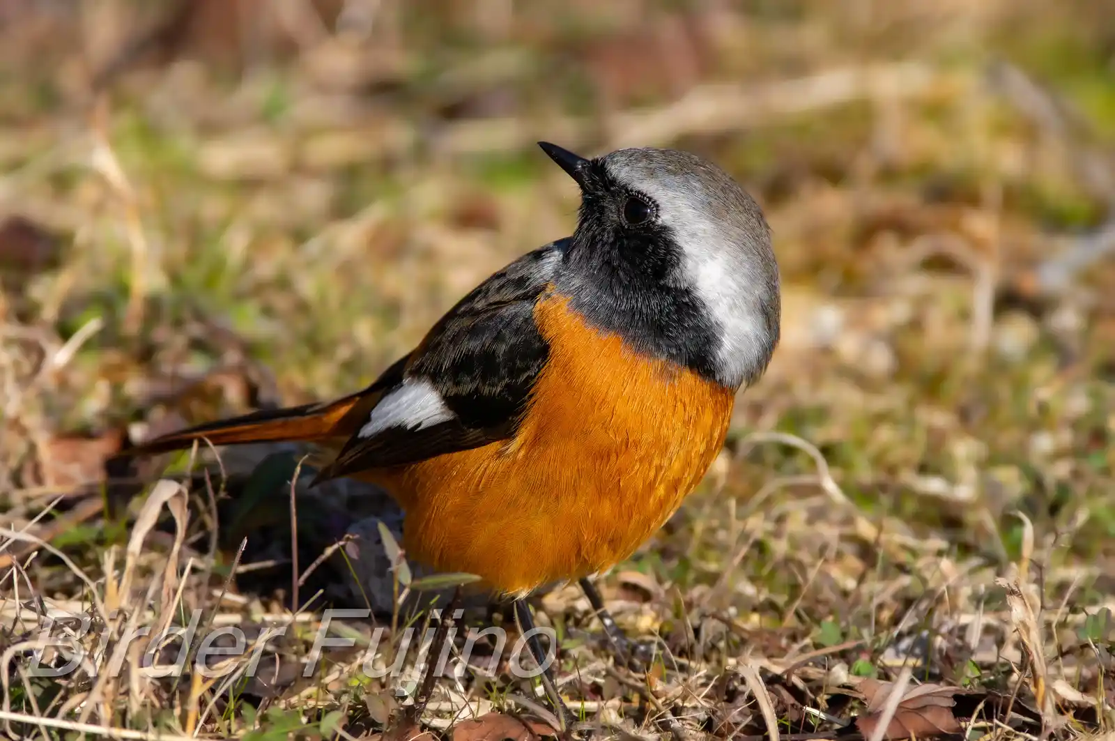 高解像ドアップ。野鳥・ジョウビタキ(雄)の写真画像