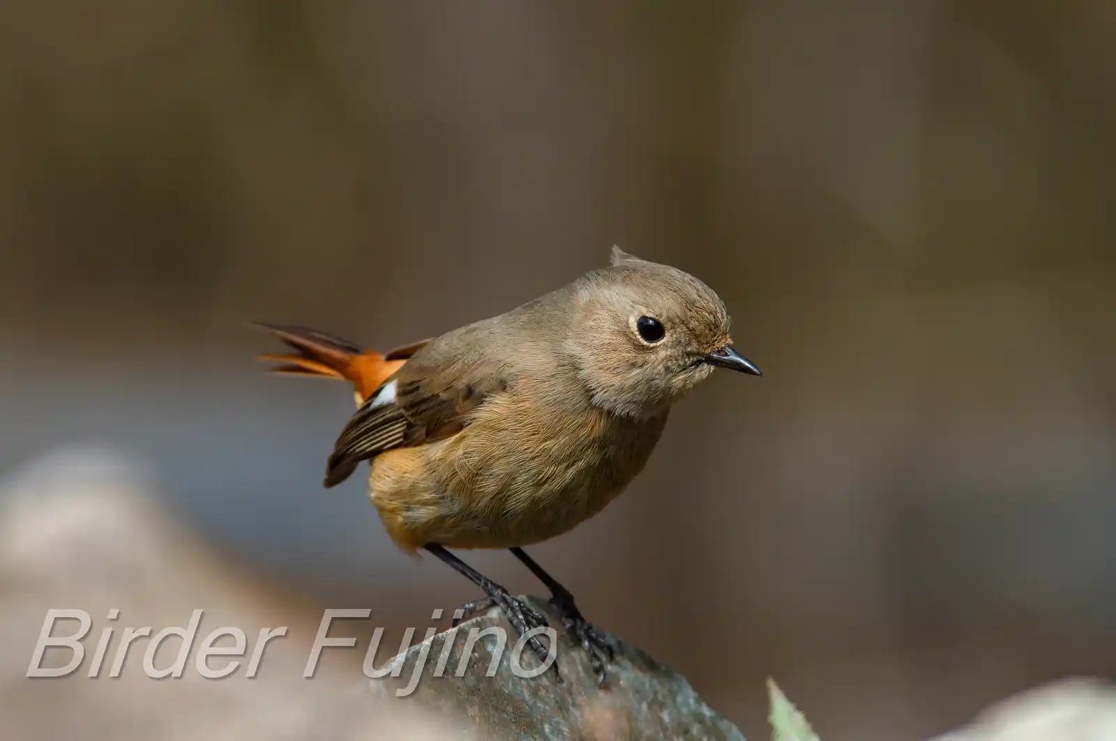 高解像ドアップ。野鳥・ジョウビタキ(雌)の写真画像