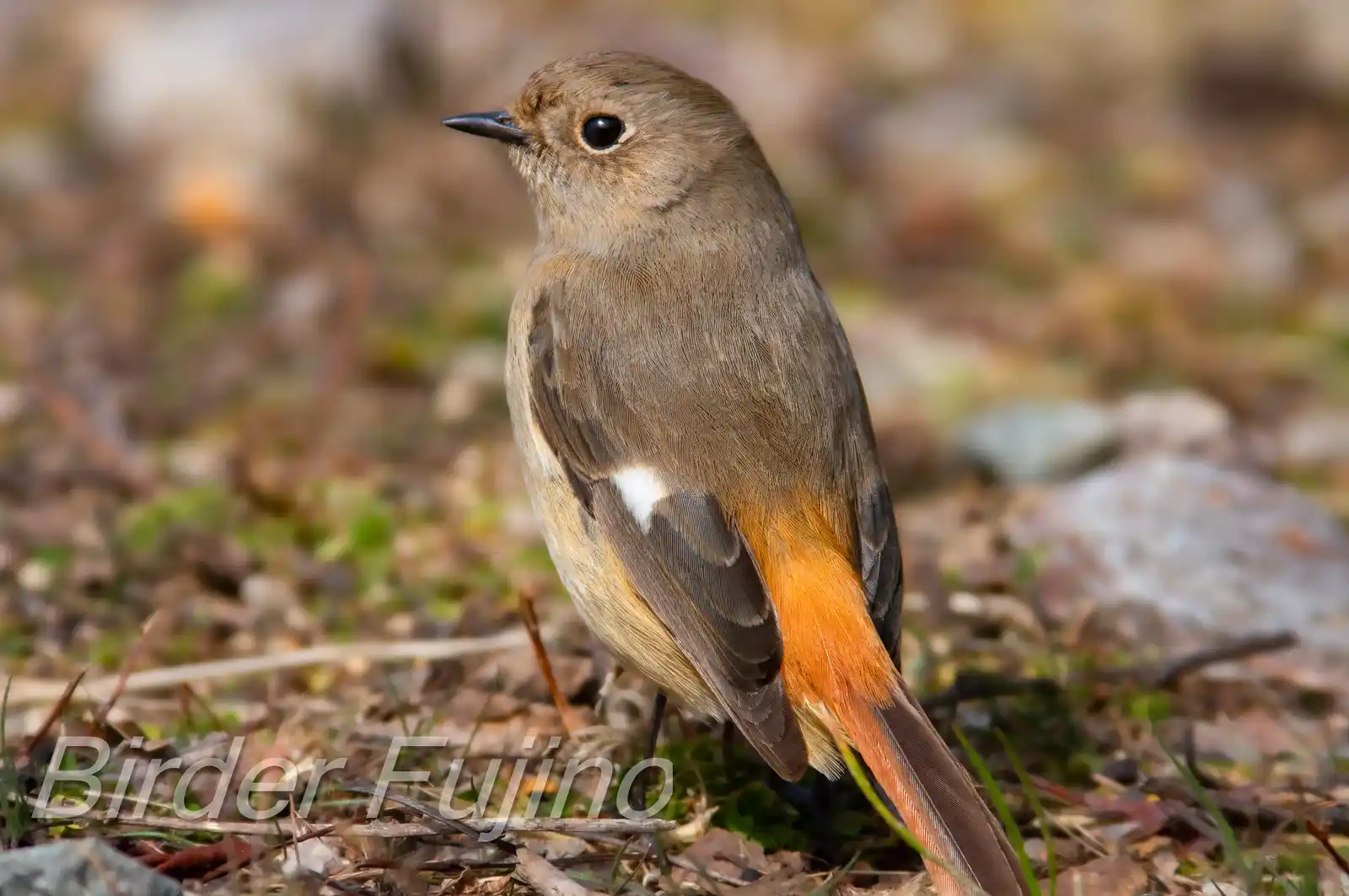 高解像ドアップ。野鳥・ジョウビタキ(雌)の写真画像