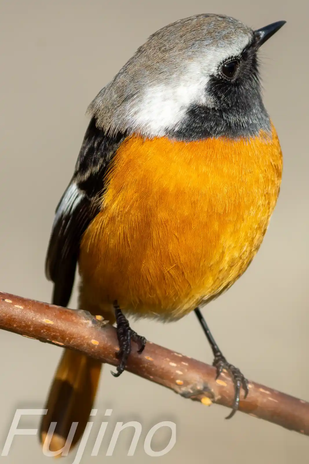 高解像ドアップ。野鳥・ジョウビタキ(雄)の写真画像