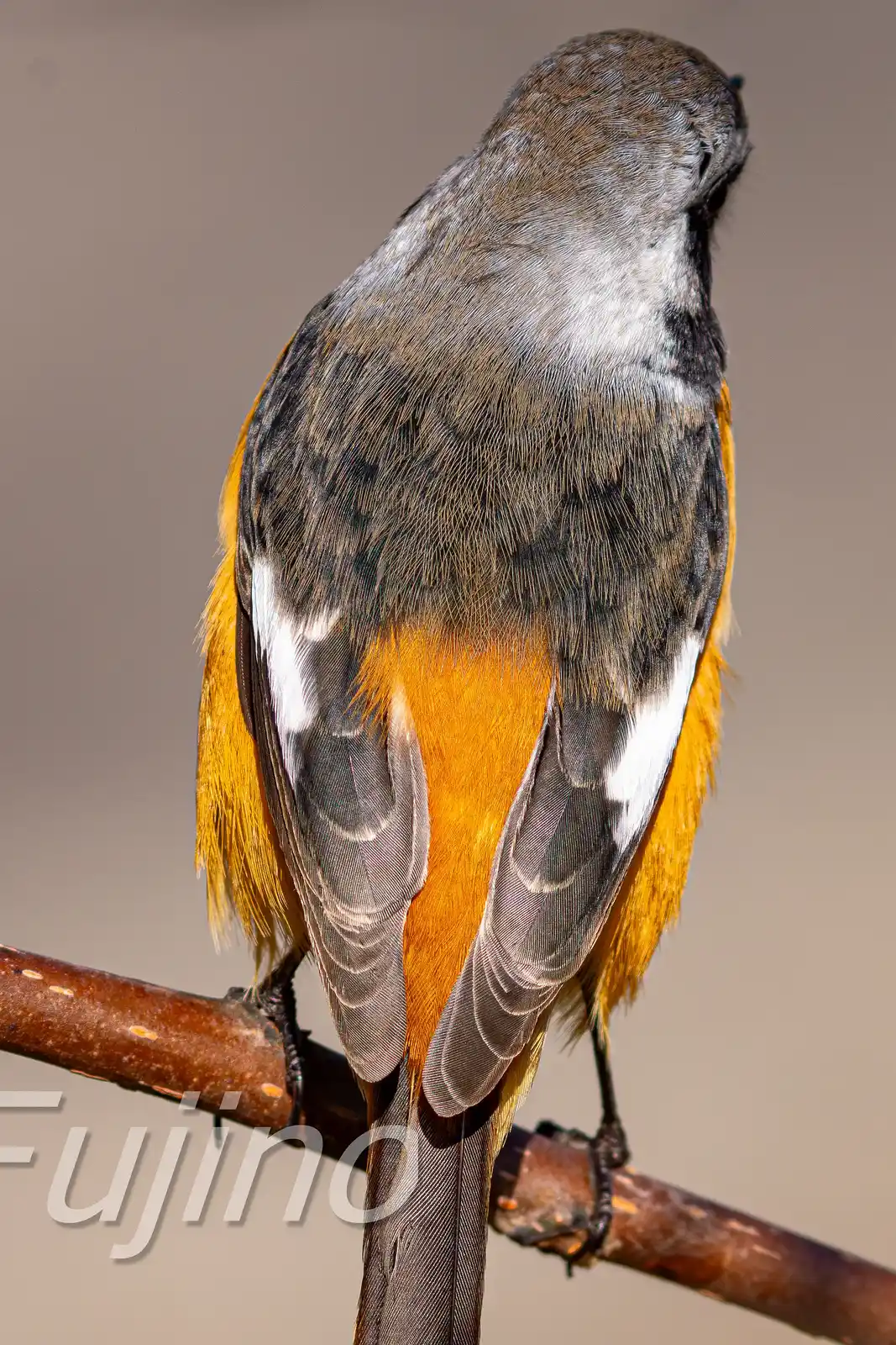 高解像ドアップ。野鳥・ジョウビタキ(雄)の写真画像