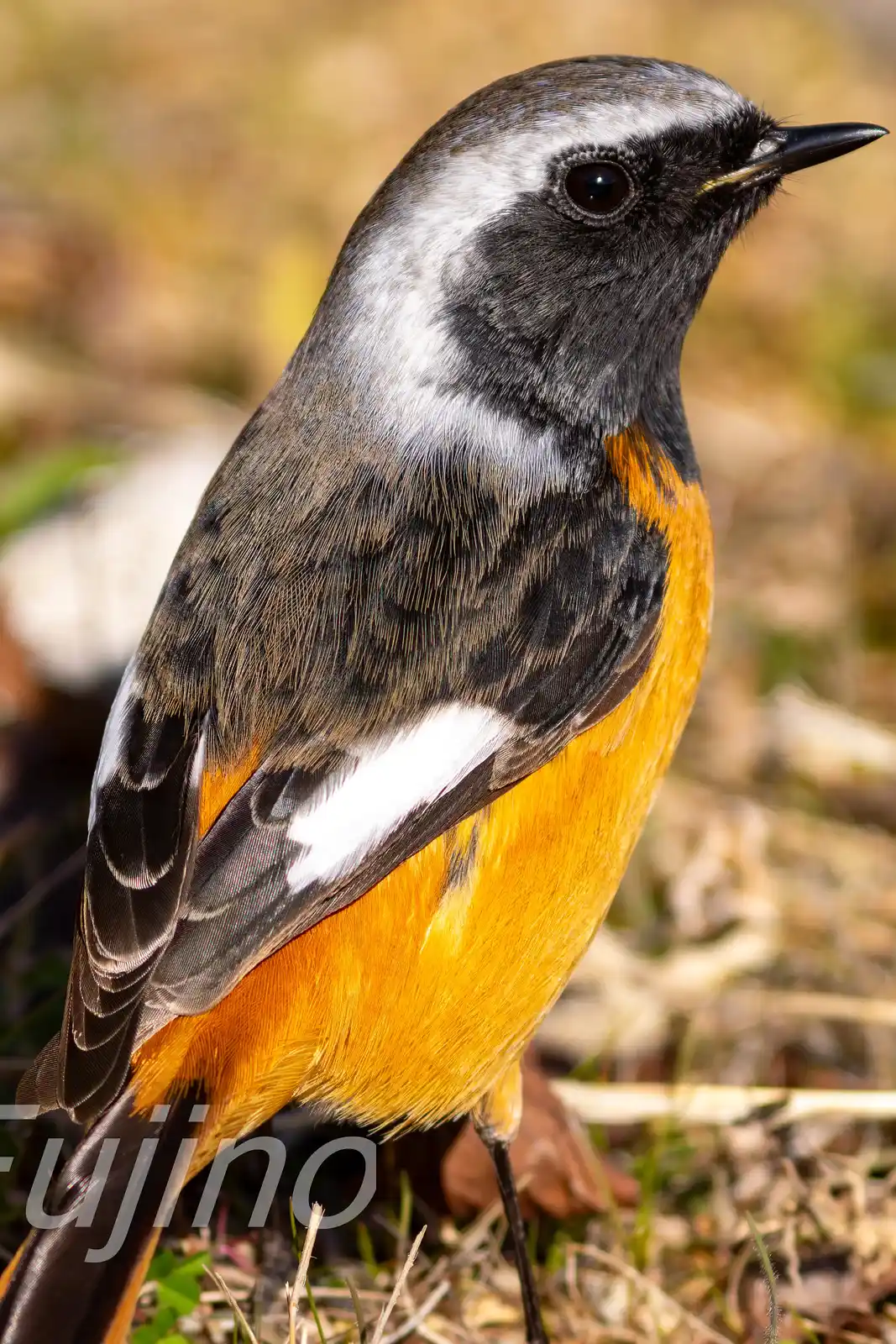 高解像ドアップ。野鳥・ジョウビタキ(雄)の写真画像