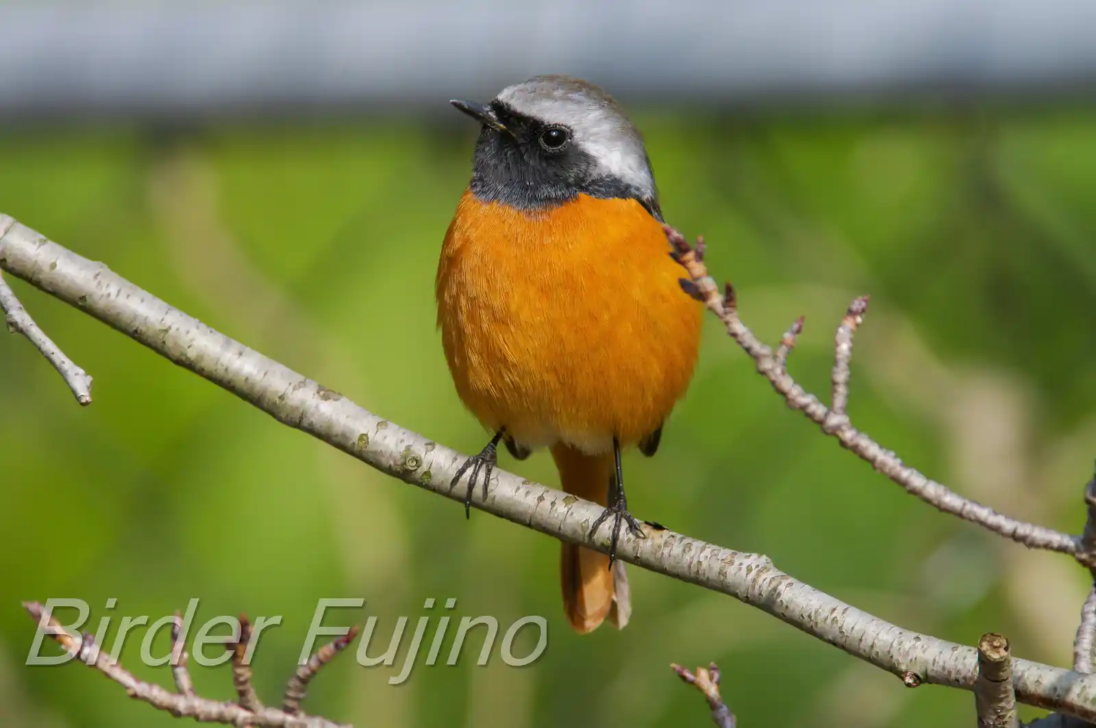 野鳥・ジョウビタキ(雄)の高解像写真画像
