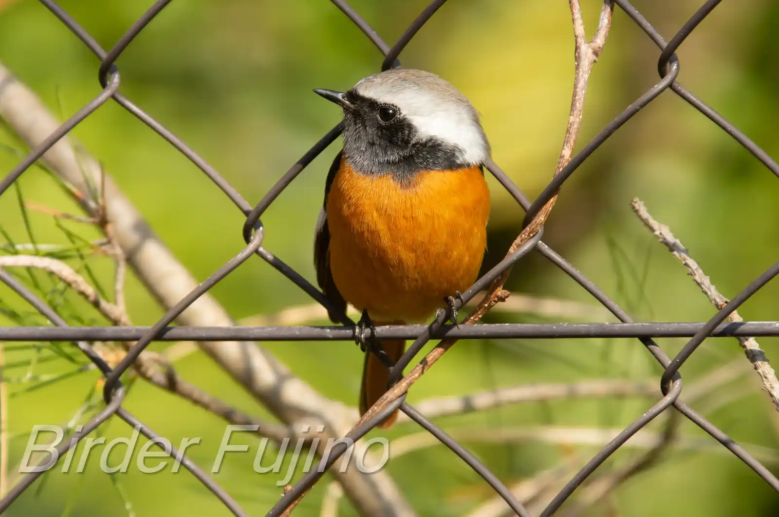野鳥・ジョウビタキ(雄)の写真画像