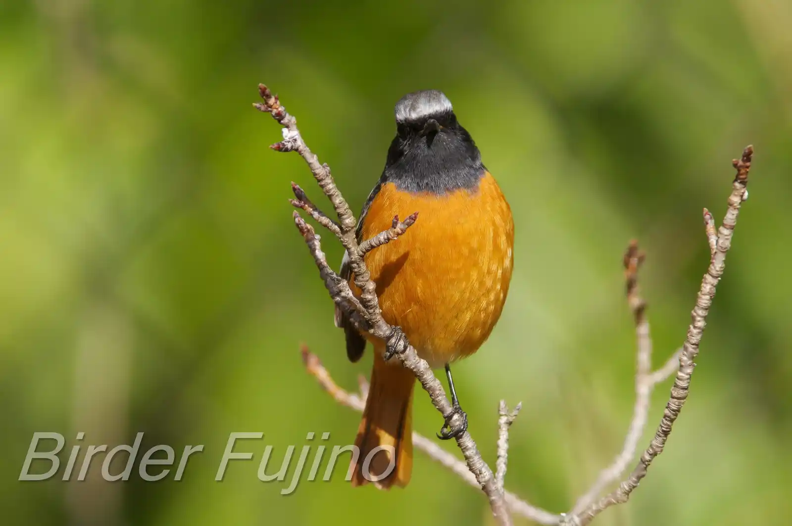 野鳥・ジョウビタキ(雄)の高解像写真画像