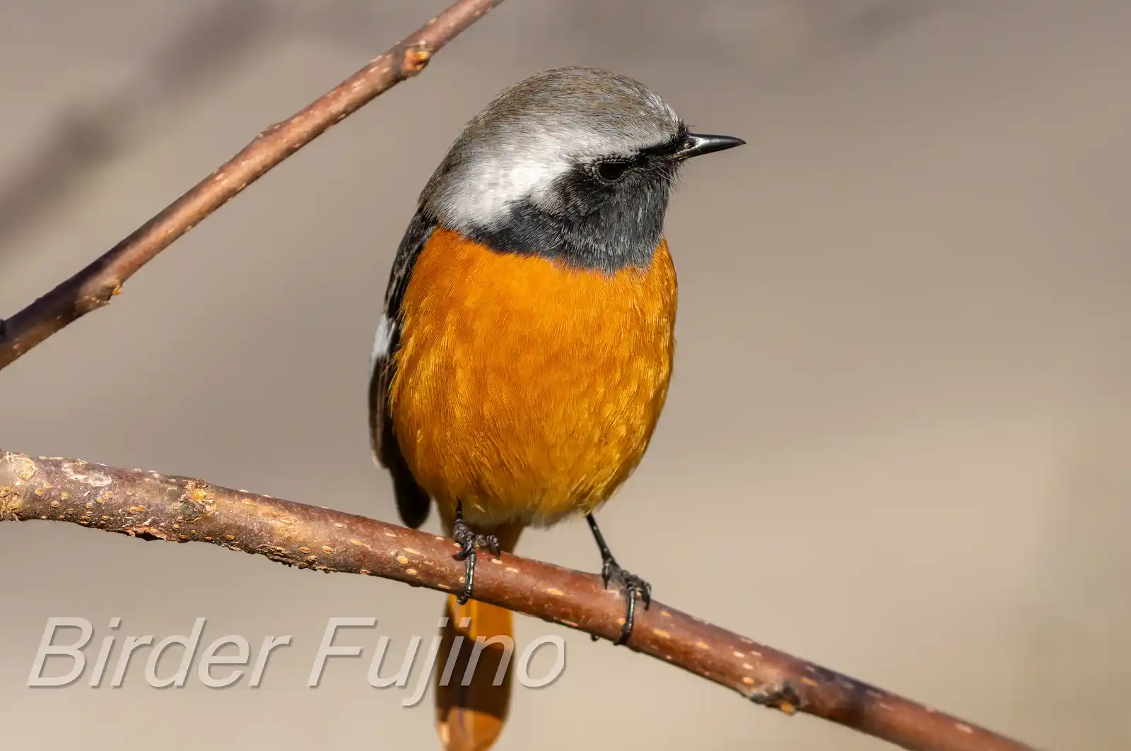 野鳥・ジョウビタキ(雄)の高解像写真画像