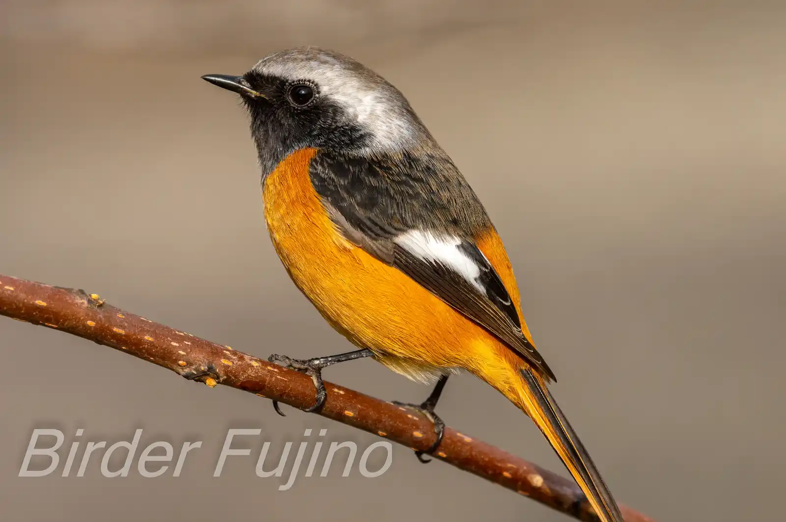 野鳥・ジョウビタキ(雄)の高解像写真画像