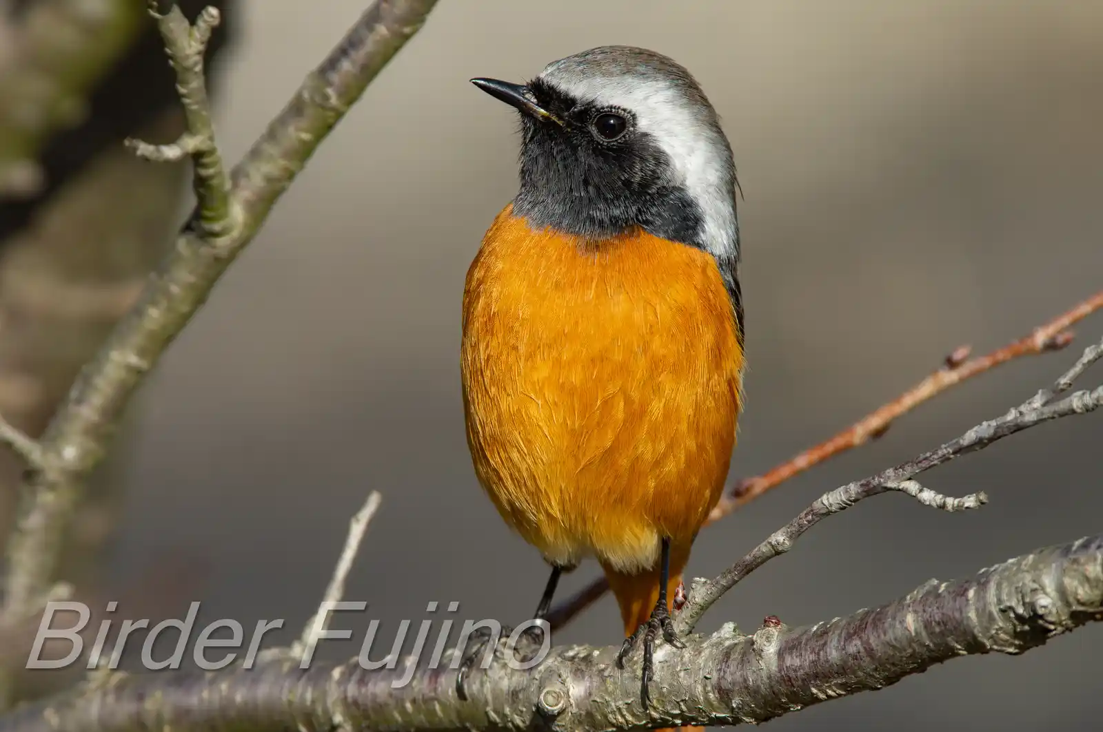 野鳥・ジョウビタキ(雄)の高解像写真画像