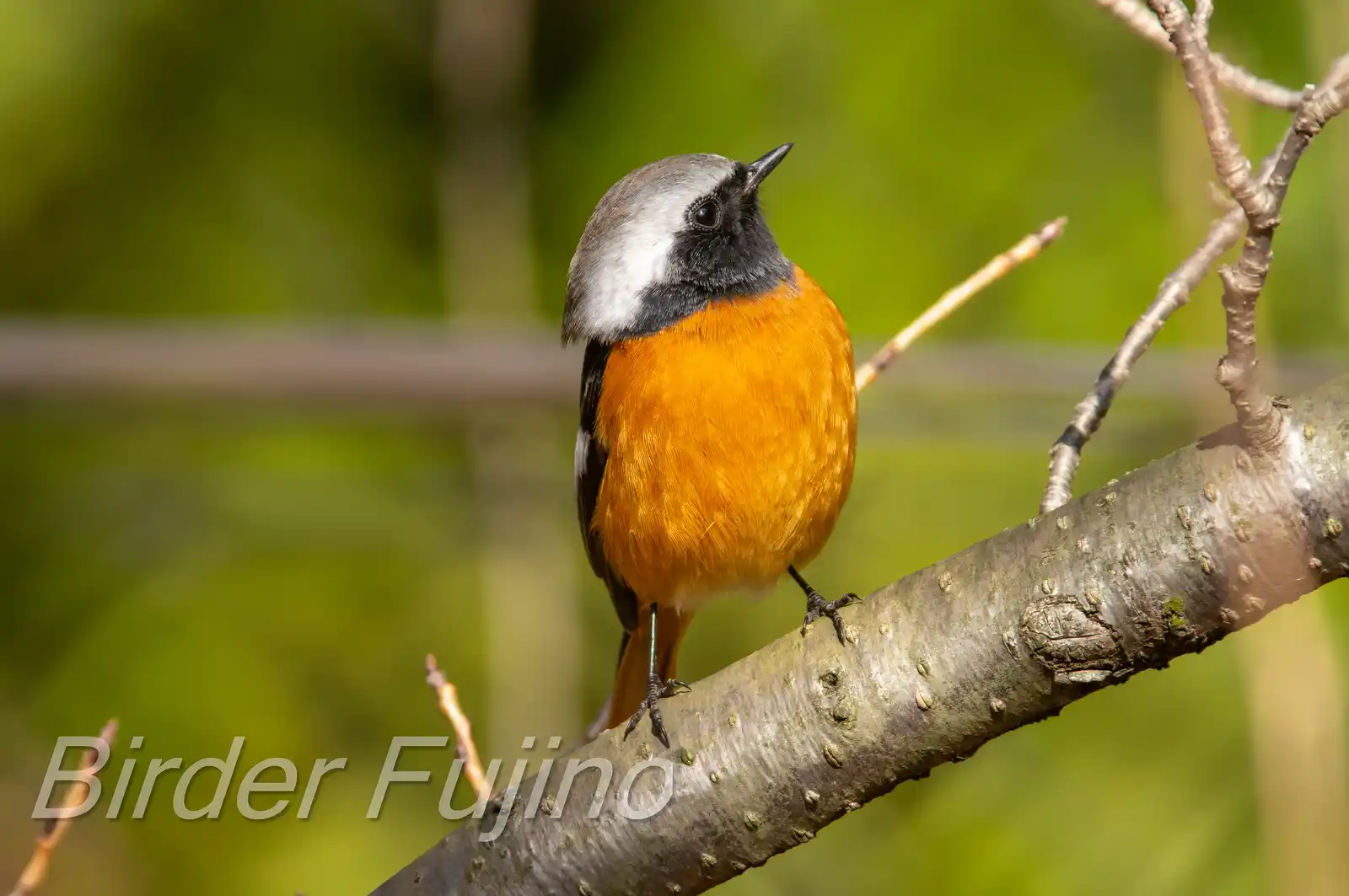 野鳥・ジョウビタキ(雄)の写真画像