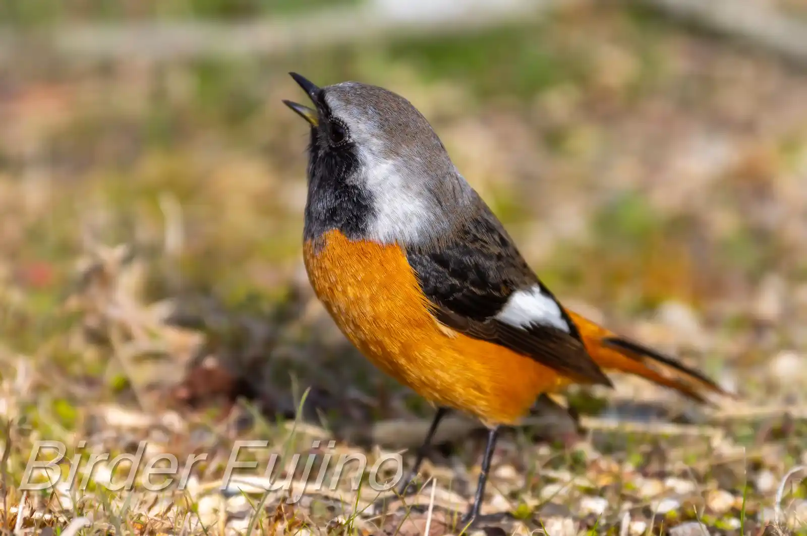 野鳥・ジョウビタキ(雄)の写真画像