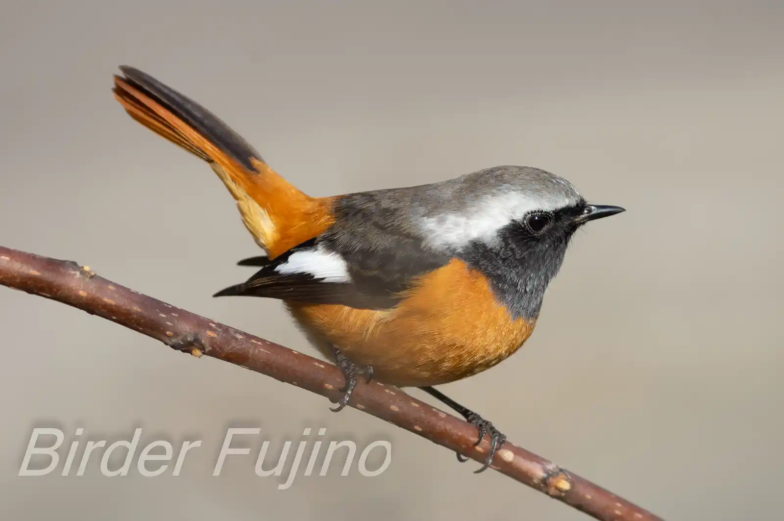 野鳥・ジョウビタキ(雄)の写真画像