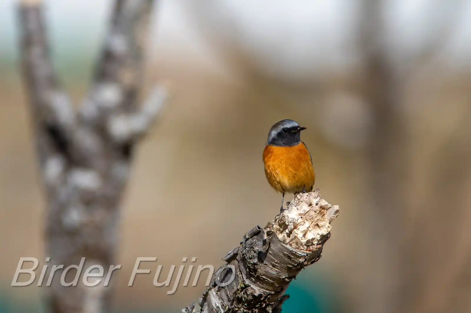 野鳥・ジョウビタキ(雄)の写真画像