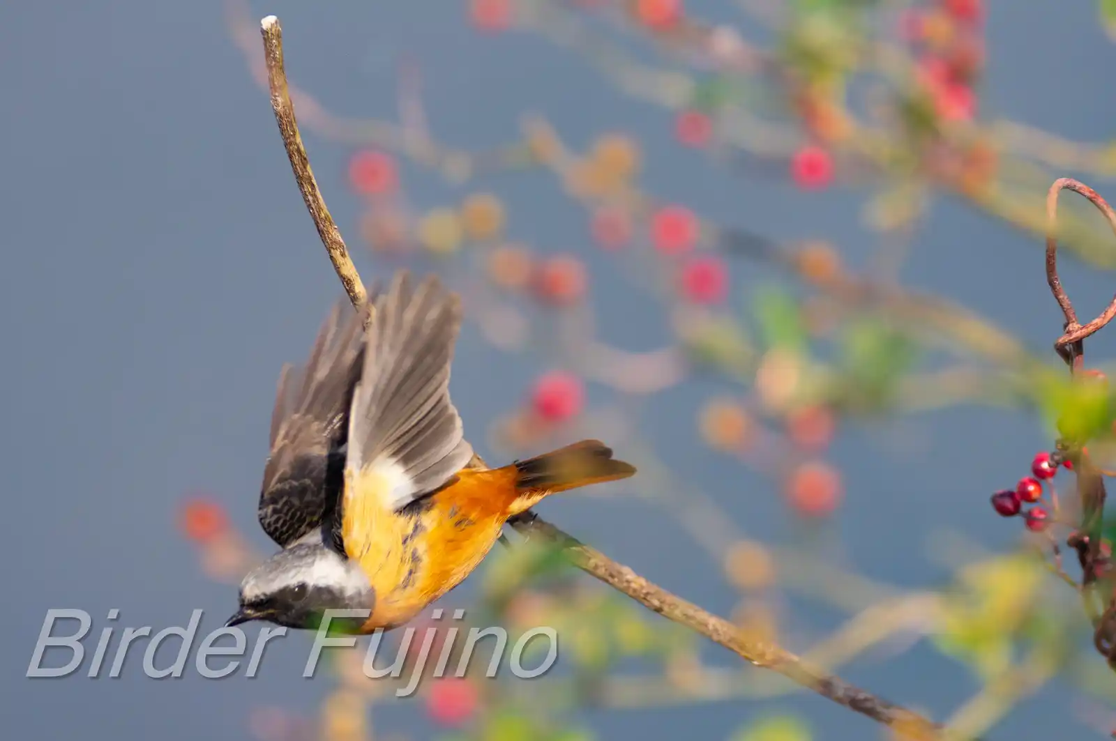 飛び出しシーン。野鳥・ジョウビタキ(雄)の写真画像