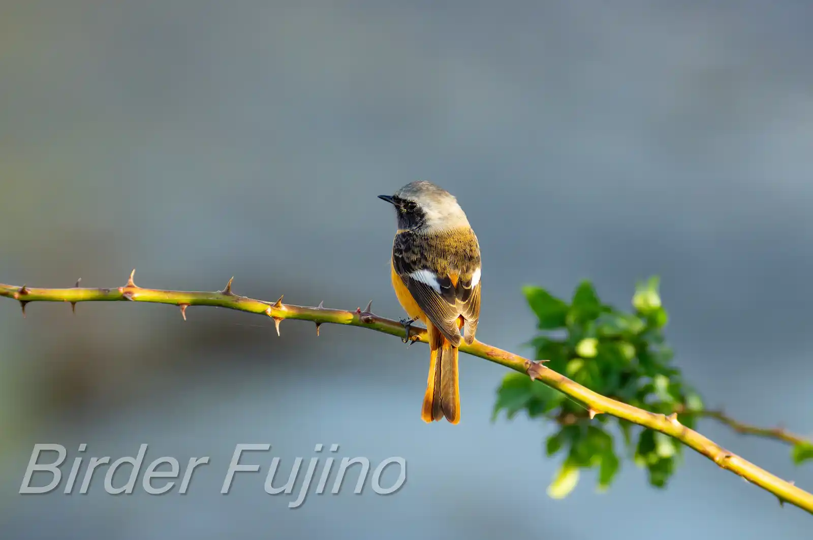 野鳥・ジョウビタキ(雄)の写真画像