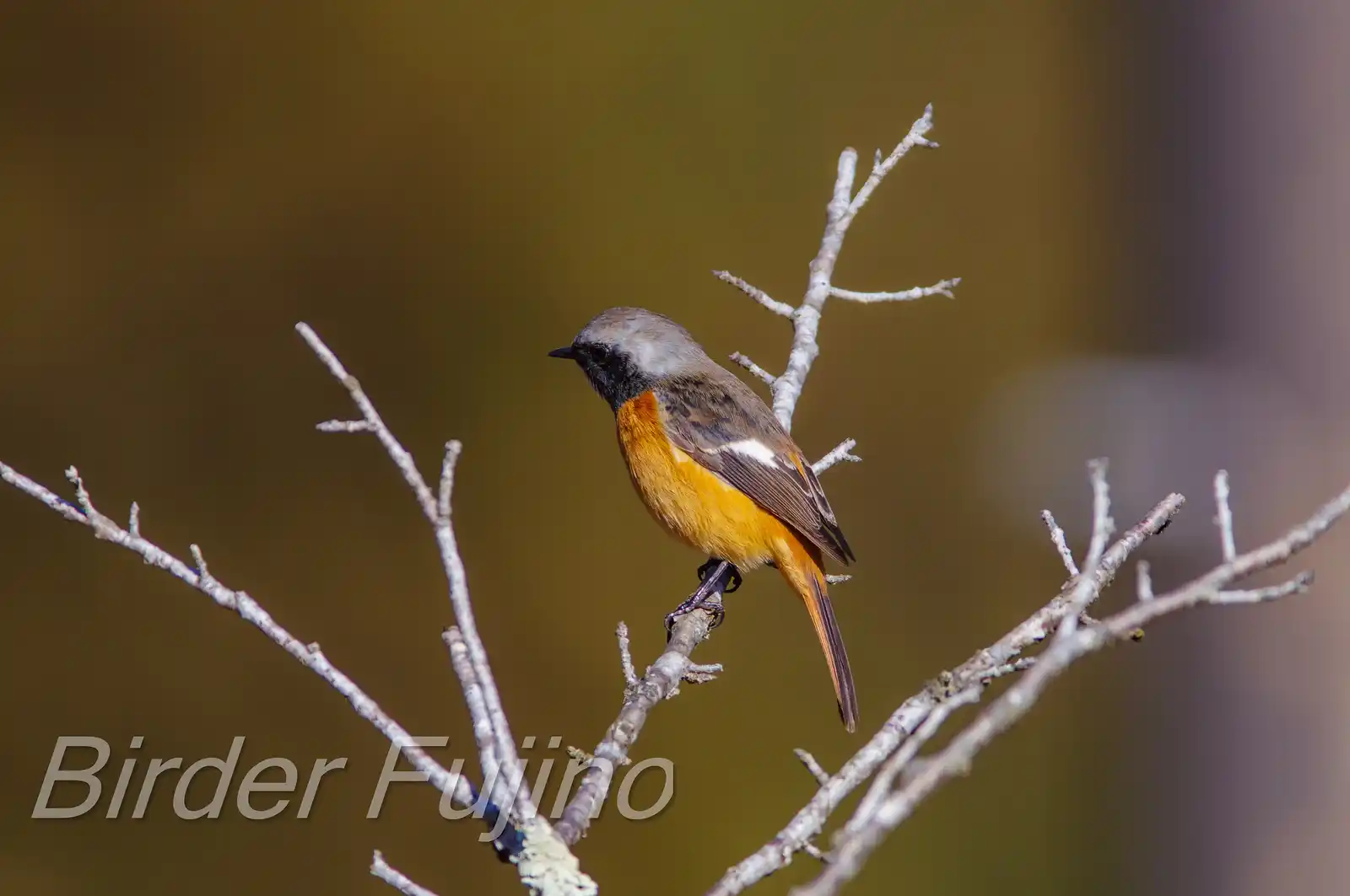 野鳥・ジョウビタキ(雄)の写真画像