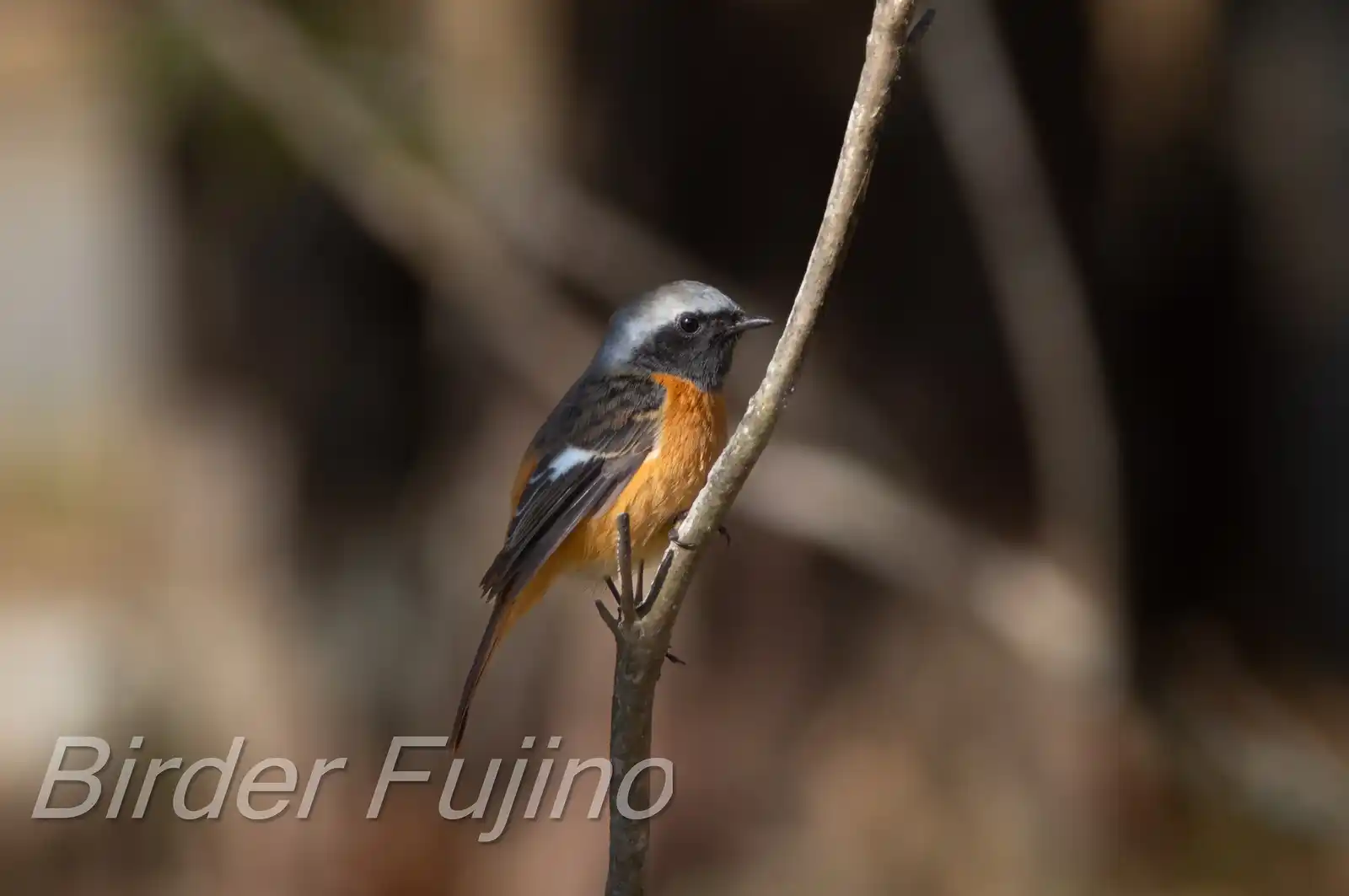 高解像。野鳥・ジョウビタキ(雄)の写真画像
