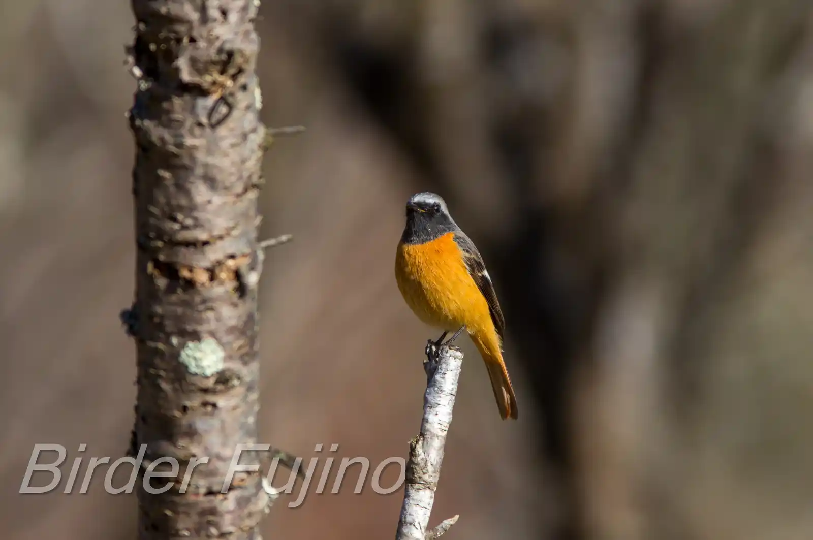 高解像。野鳥・ジョウビタキ(雄)の写真画像