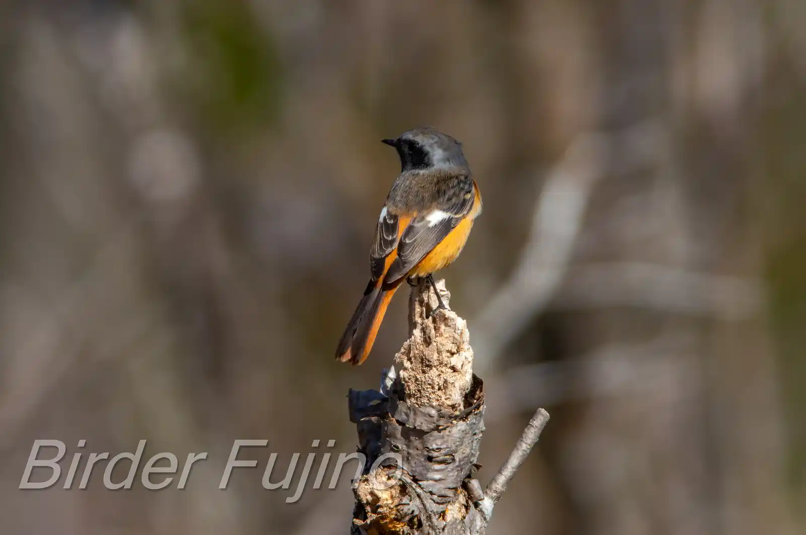 野鳥・ジョウビタキ(雄)の写真画像
