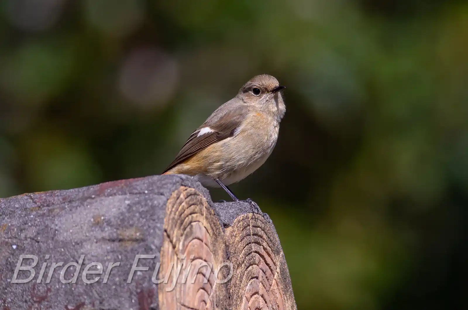 野鳥・ジョウビタキ(雄)の写真画像