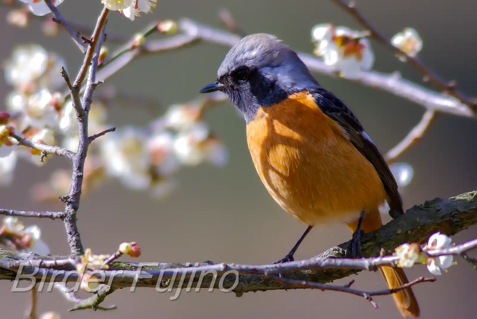野鳥・ジョウビタキ(雄)の写真画像