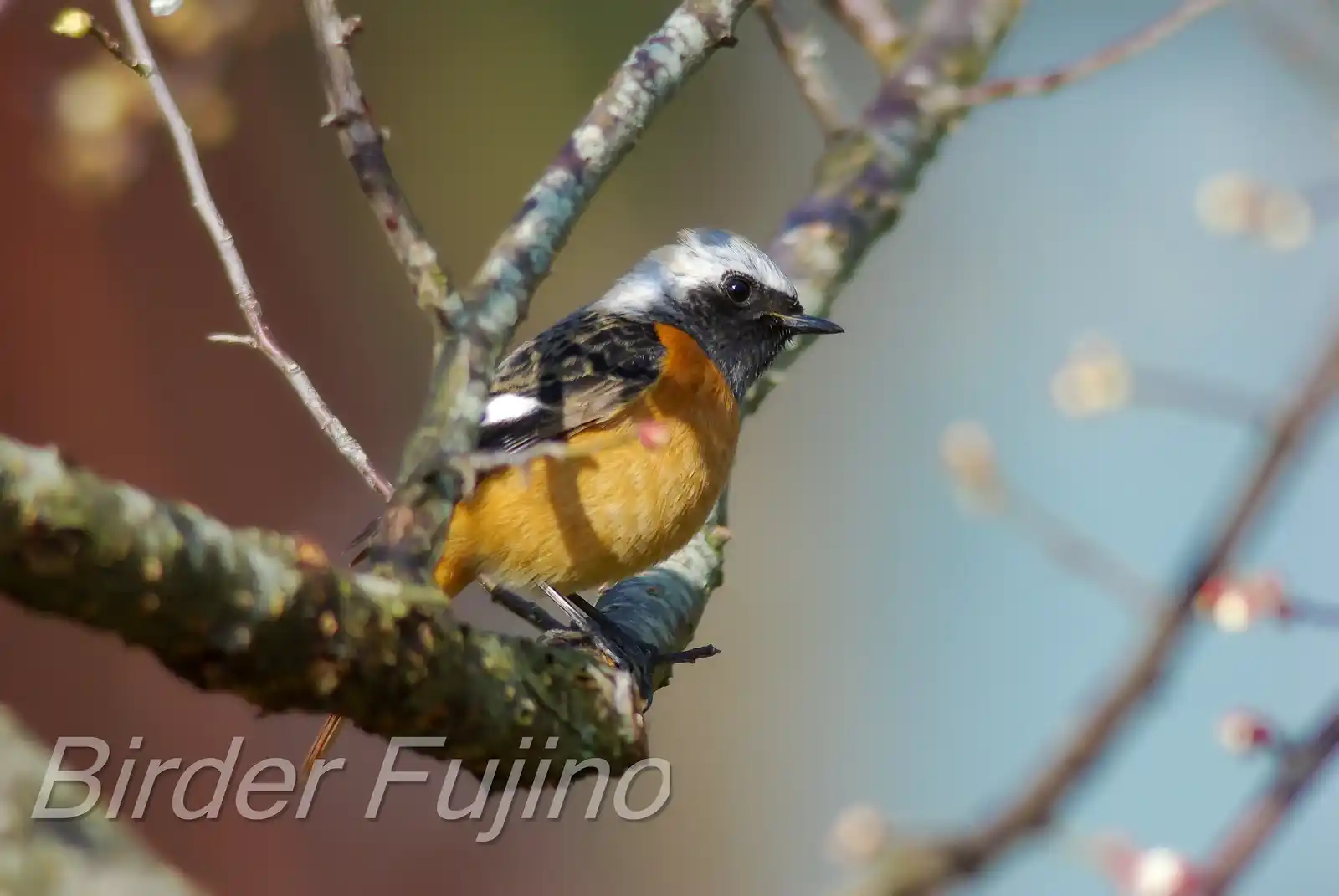 野鳥・ジョウビタキ(雄)の写真画像
