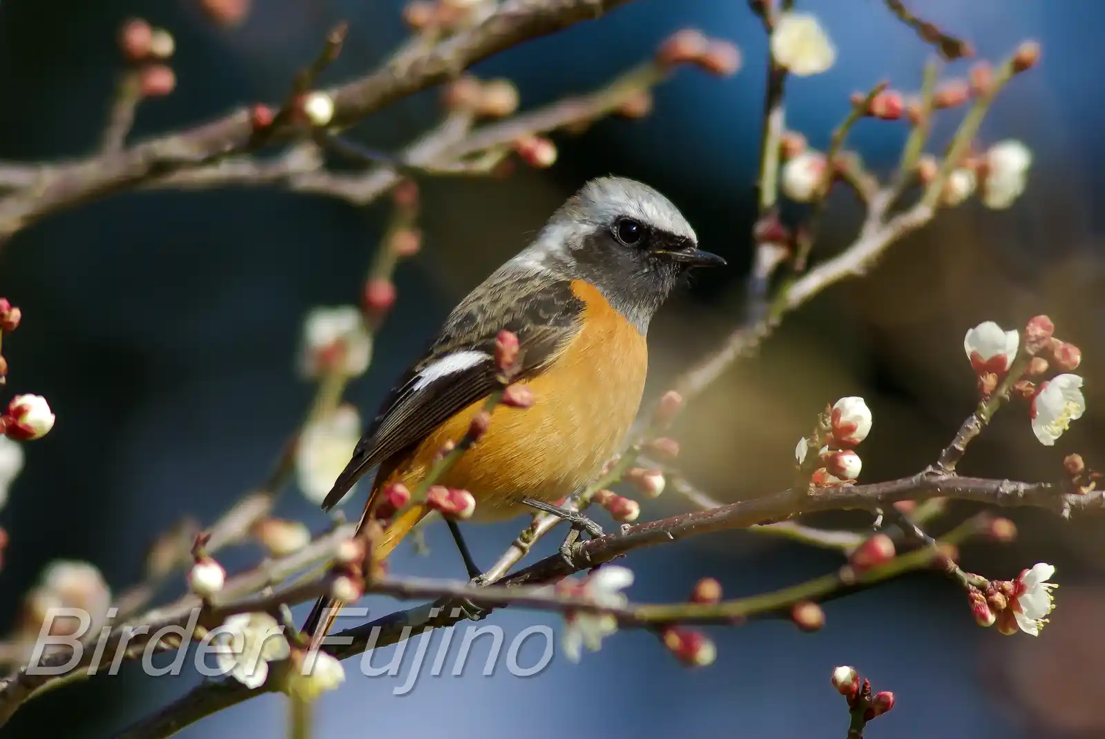 野鳥・ジョウビタキ(雄)の写真画像
