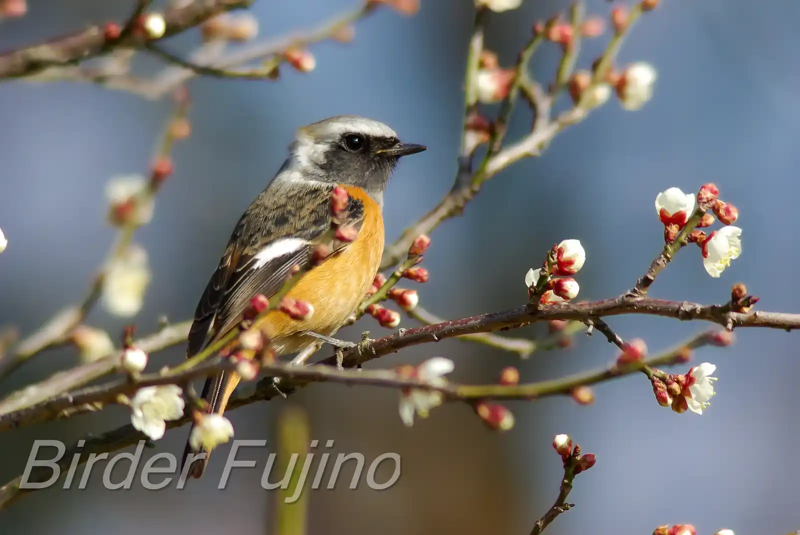野鳥・ジョウビタキ(雄)の写真画像