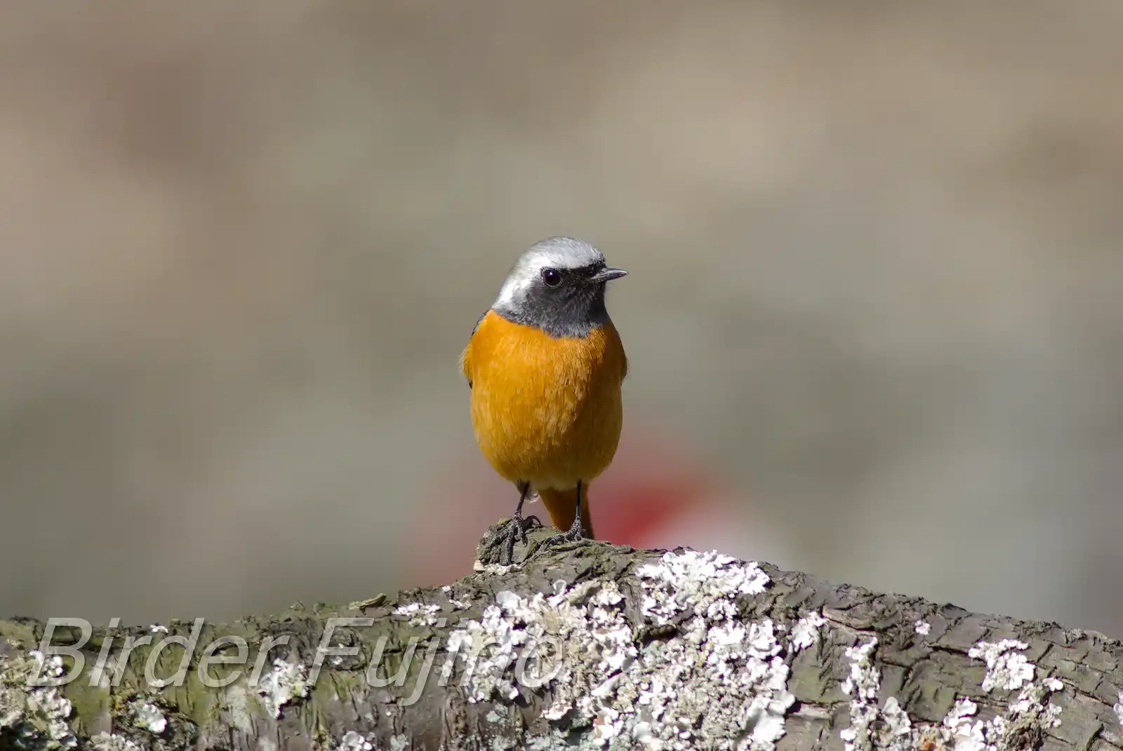 野鳥・ジョウビタキ(雄)の写真画像