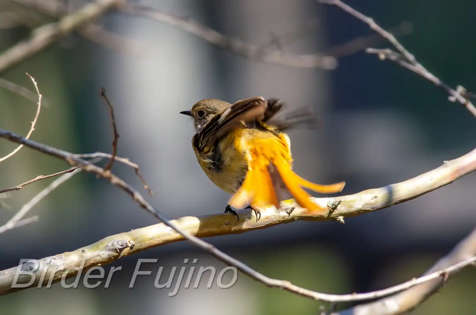 野鳥・ジョウビタキ(雄)の写真画像