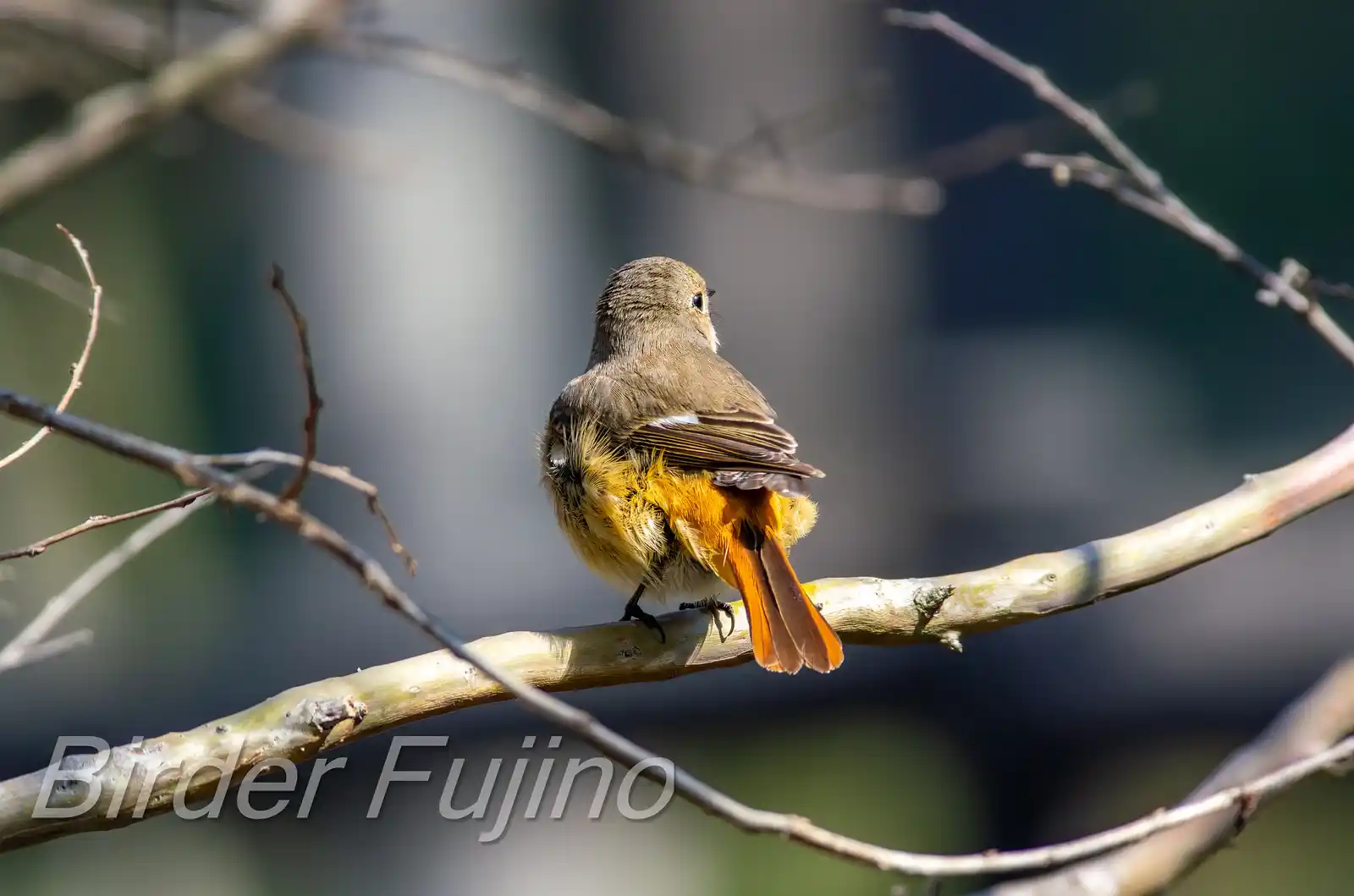野鳥・ジョウビタキ(雄)の写真画像
