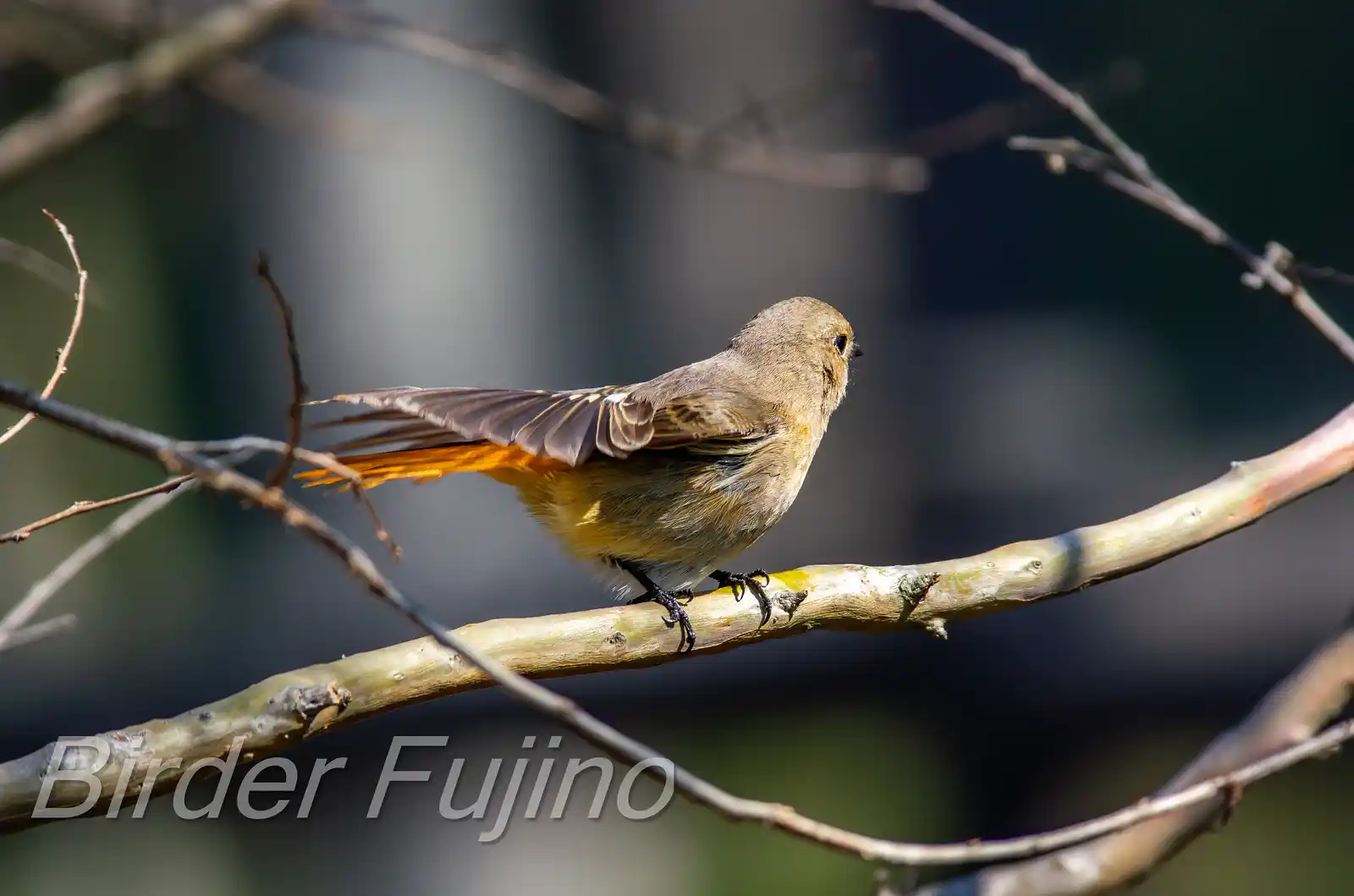 野鳥・ジョウビタキ(雄)の写真画像