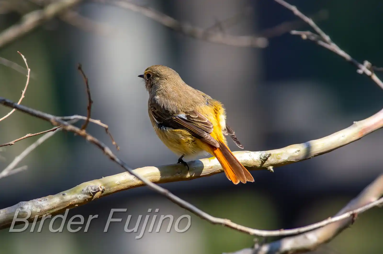 野鳥・ジョウビタキ(雄)の写真画像