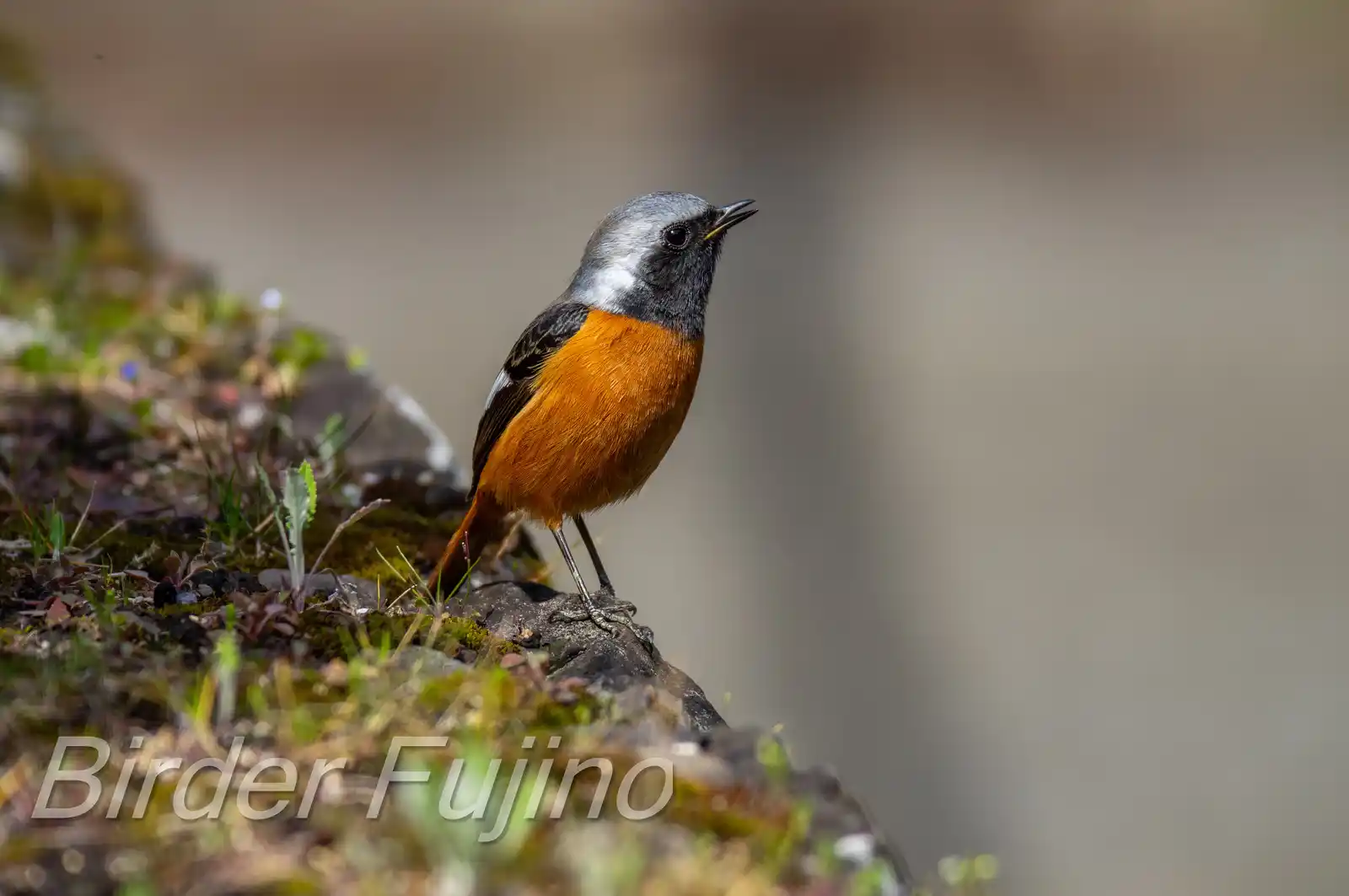 野鳥・ジョウビタキ(雄)の写真画像