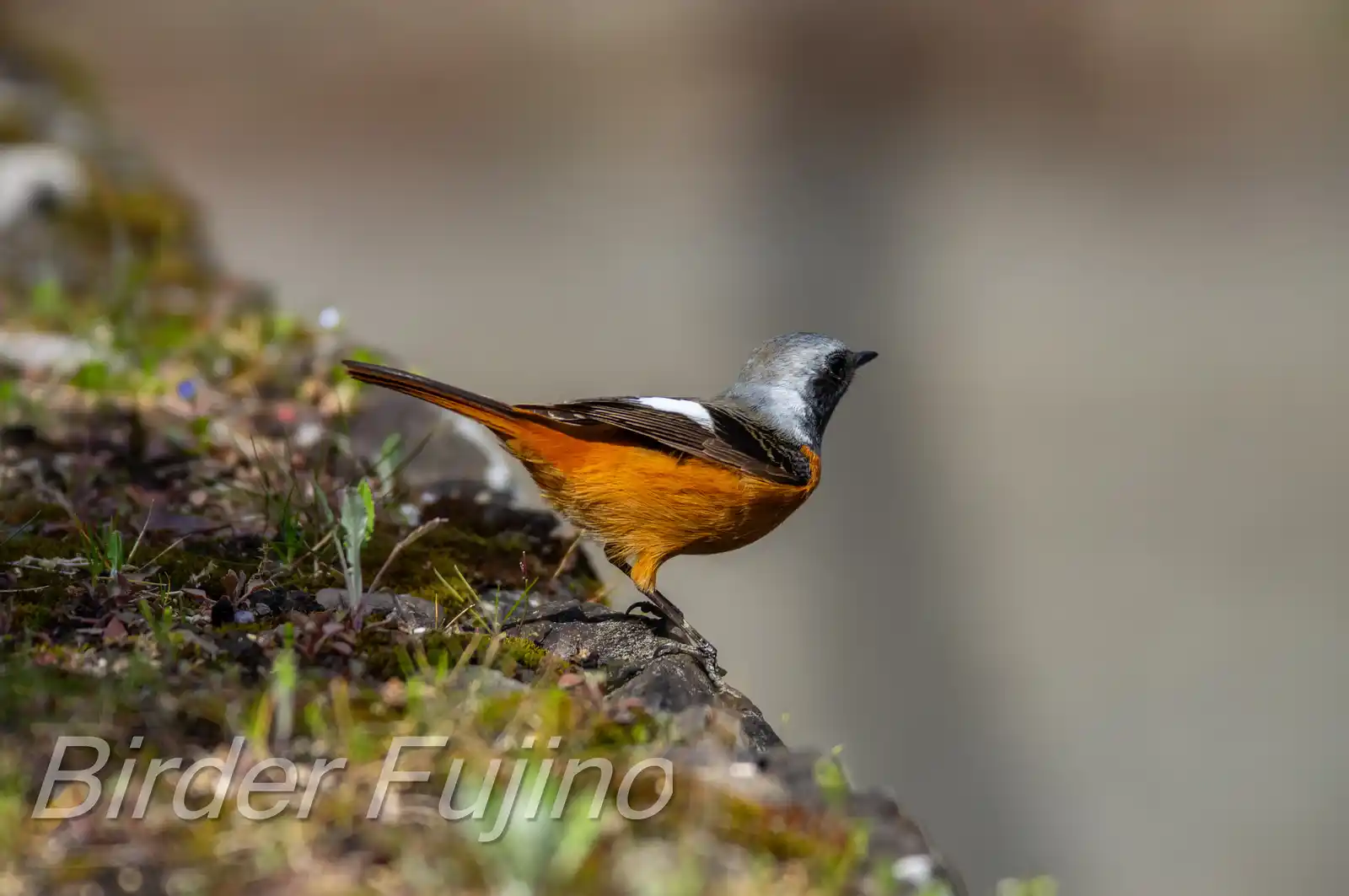 野鳥・ジョウビタキ(雄)の写真画像