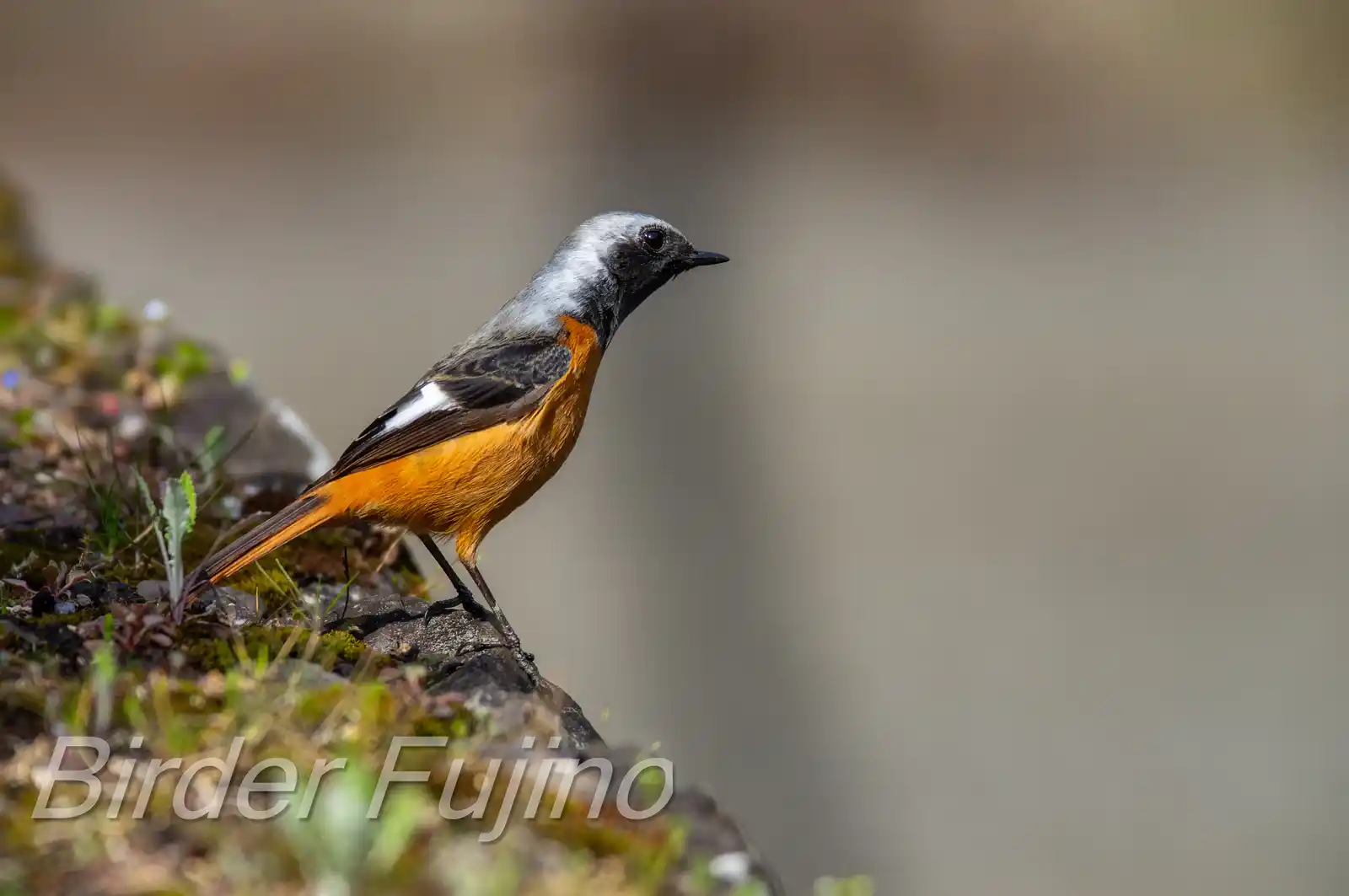野鳥・ジョウビタキ(雄)の写真画像