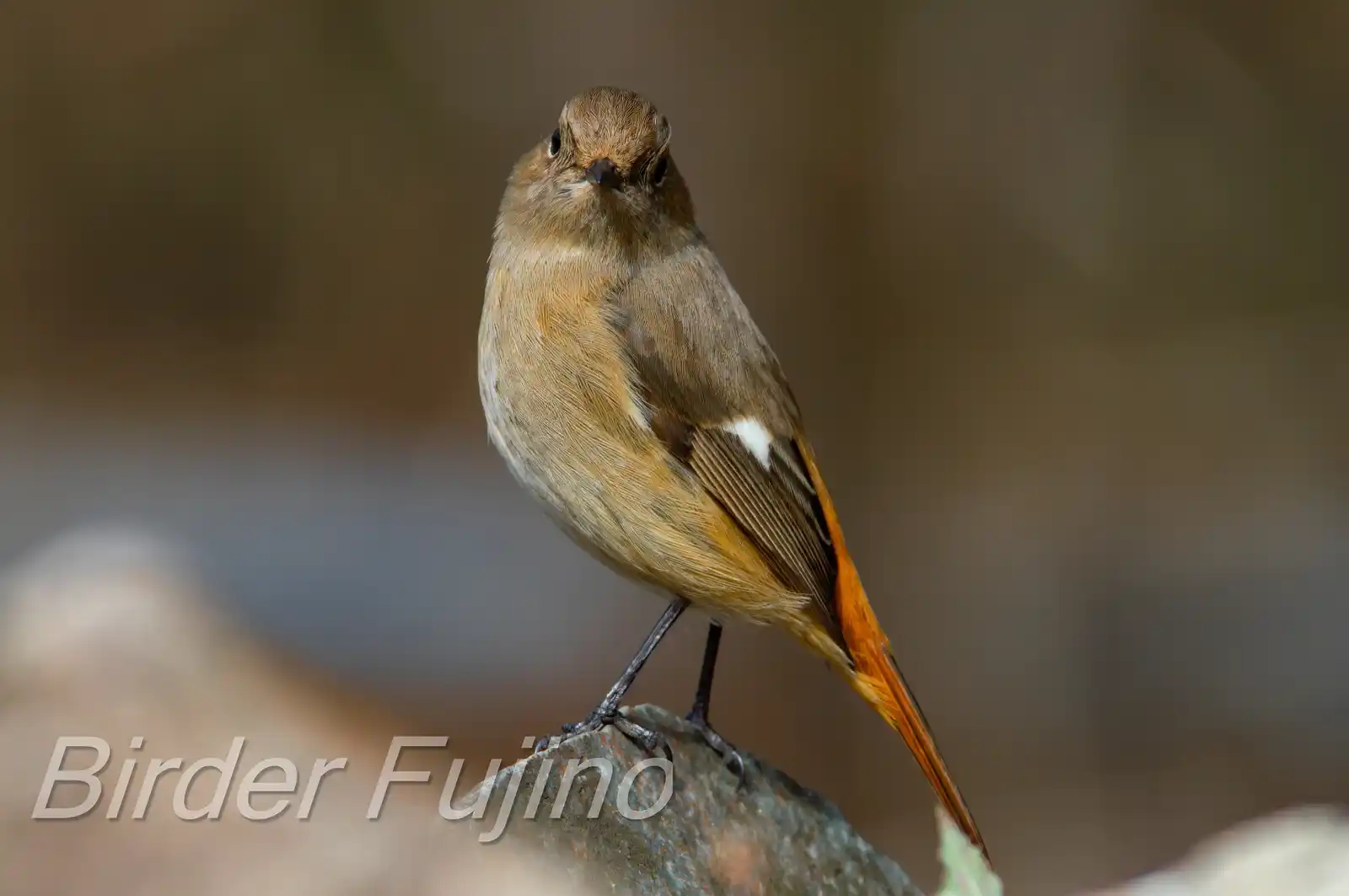 野鳥・ジョウビタキ(雄)の写真画像