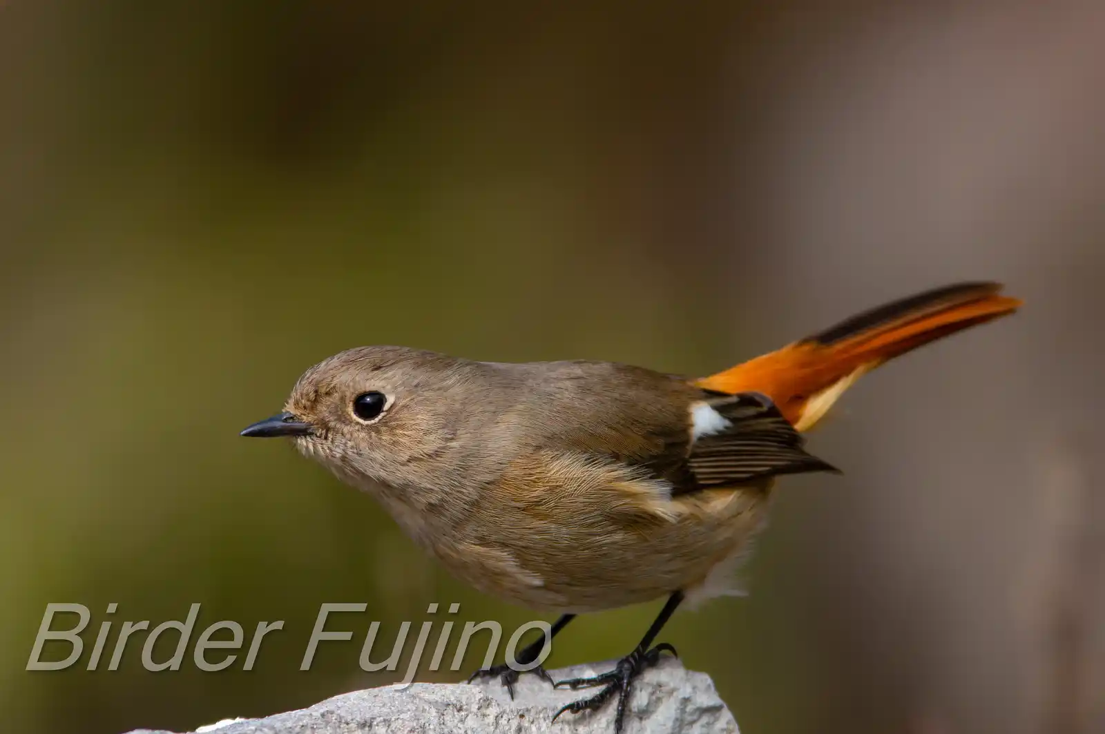 野鳥・ジョウビタキ(雄)の写真画像