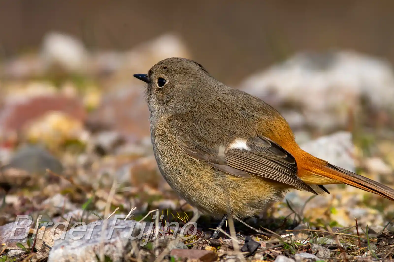 野鳥・ジョウビタキ(雄)の写真画像