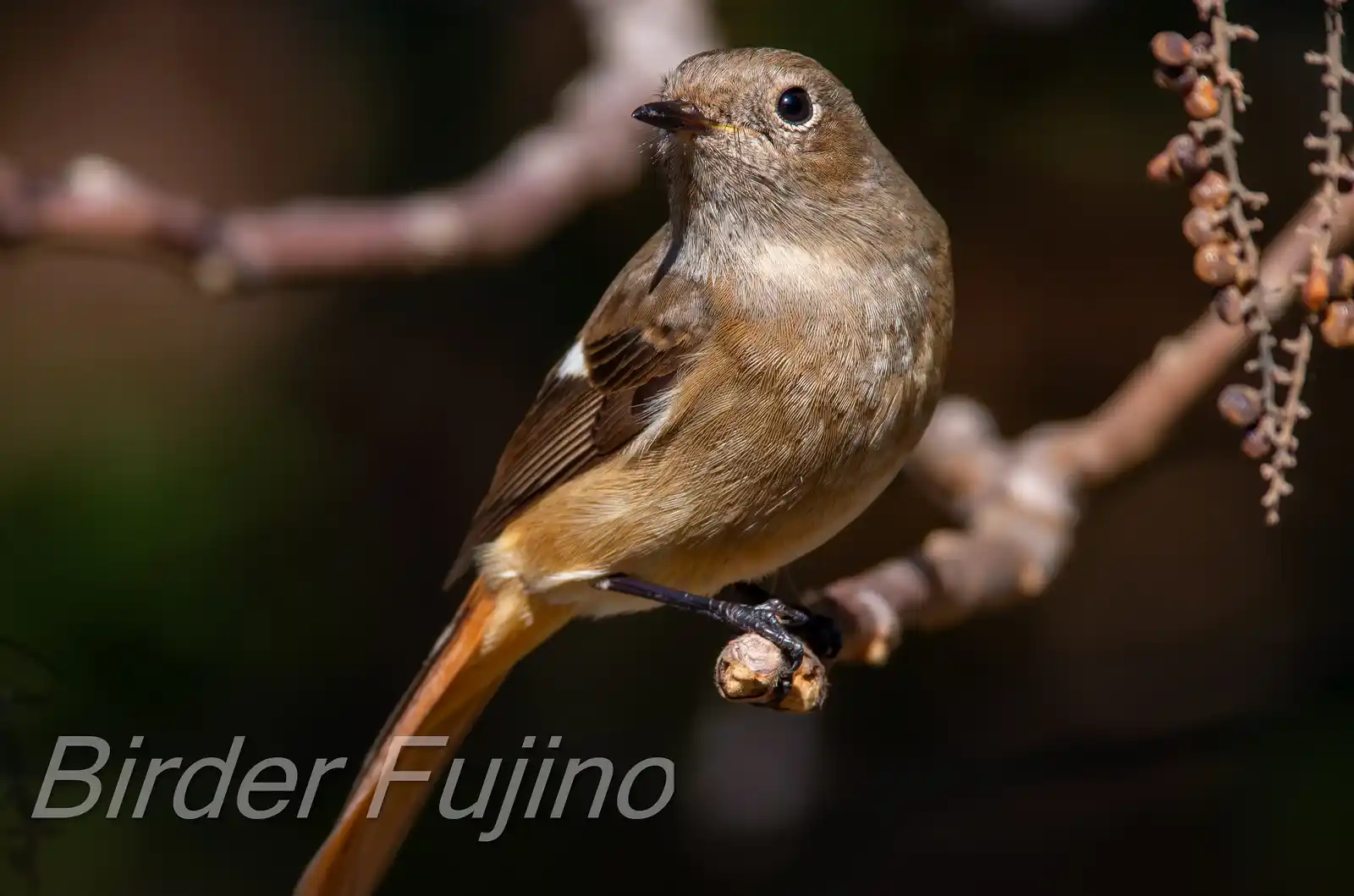 野鳥・ジョウビタキ(雄)の写真画像