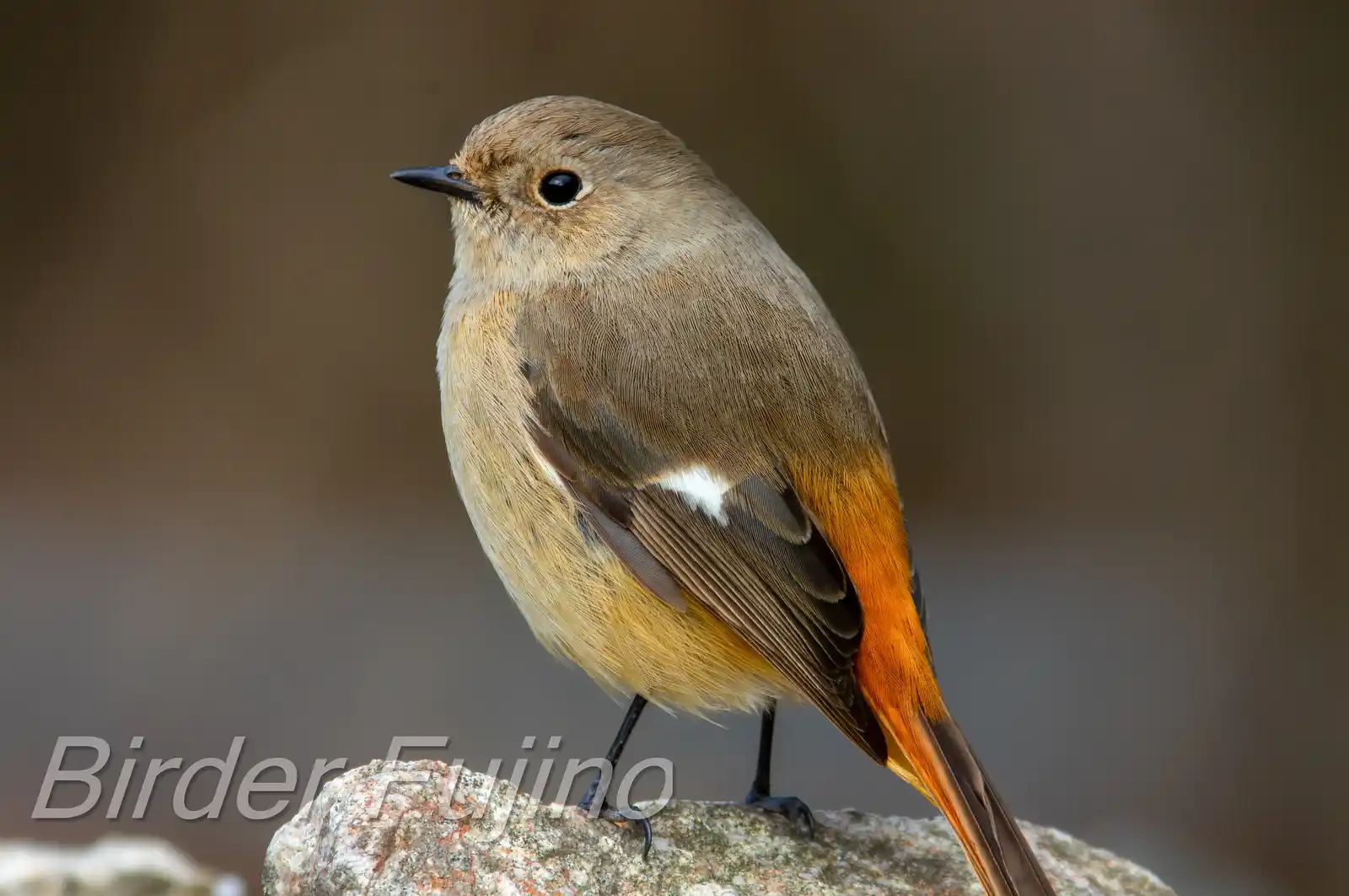 野鳥・ジョウビタキ(雄)の写真画像