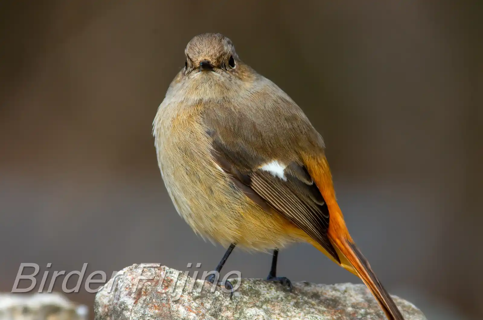 野鳥・ジョウビタキ(雄)の写真画像