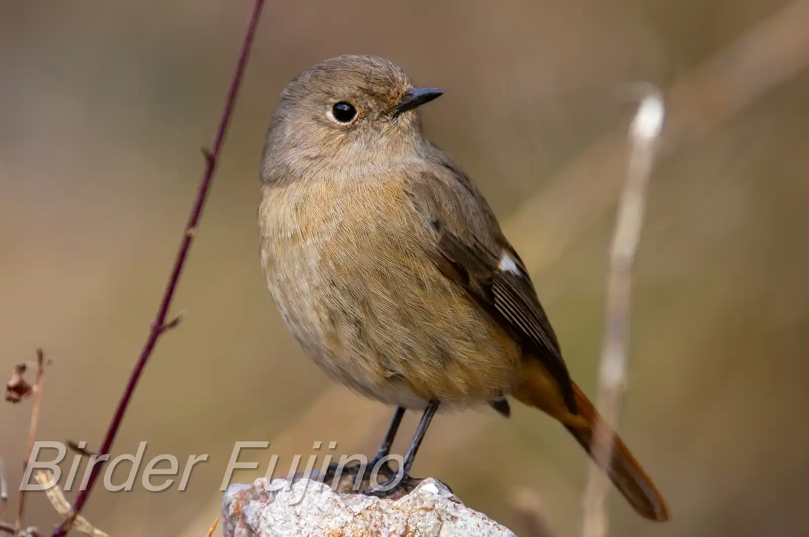 野鳥・ジョウビタキ(雄)の写真画像