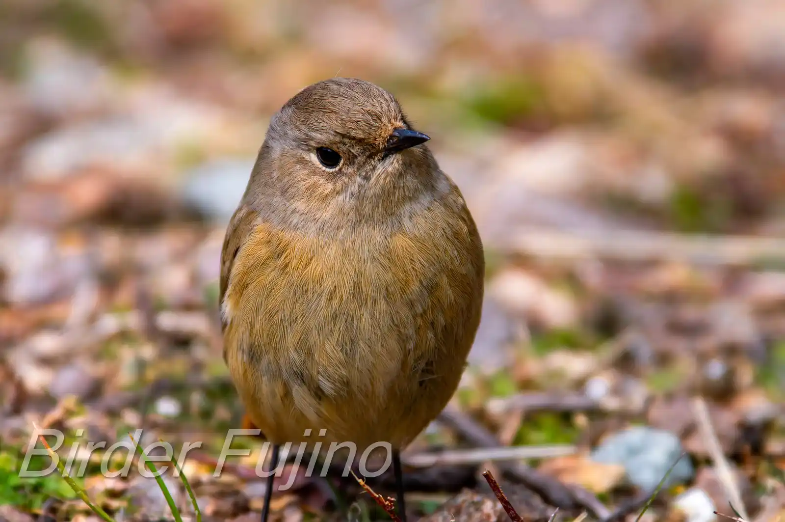 野鳥・ジョウビタキ(雄)の写真画像