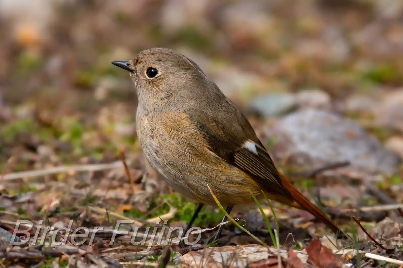 野鳥・ジョウビタキ(雄)の写真画像