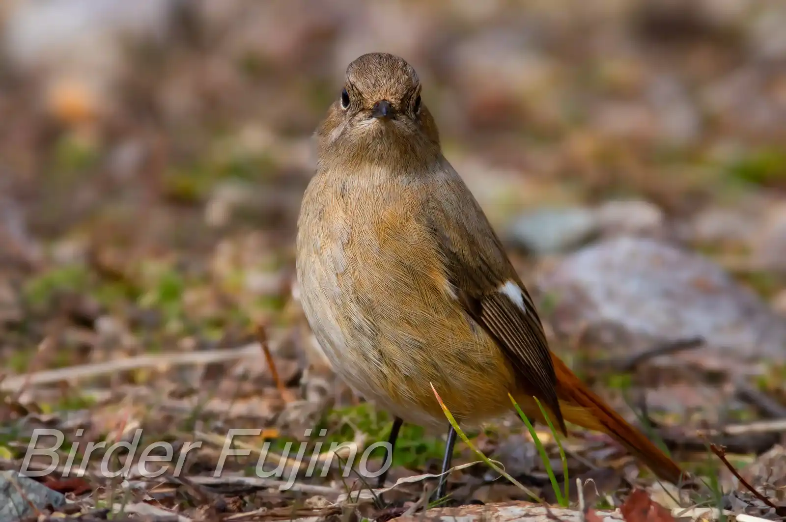 野鳥・ジョウビタキ(雄)の写真画像